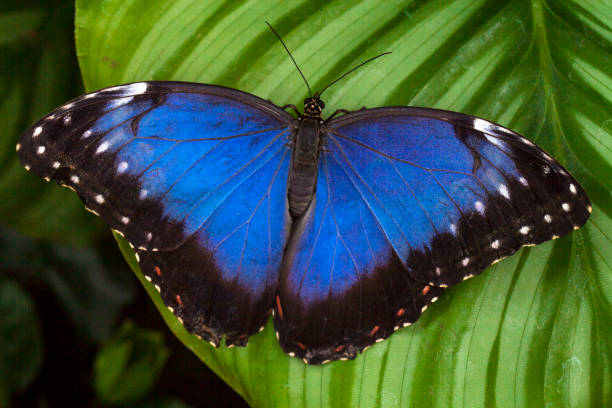 istock Owl eye butterfly Sitting on a leaf 670829704