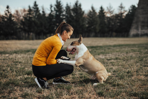 istock Love between dog owner and bull terrier 670838702