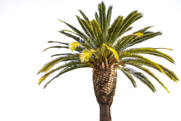 istock Crown of the date palm tree 670839922