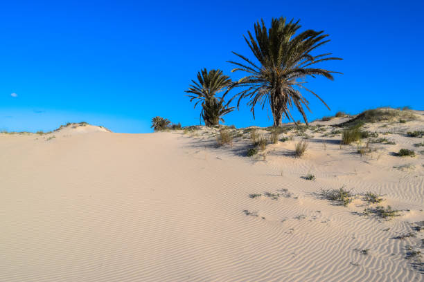 istock Ras El Rmal island of Djerba 670840186