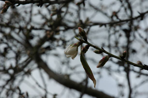 istock Almond blossom in Spain 670845674