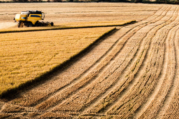 istock Rice harvest long distance view 670846756