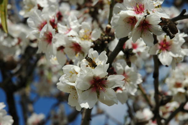 istock Almond blossom in Spain 670847434