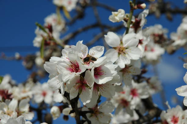 istock Almond blossom in Spain 670847706