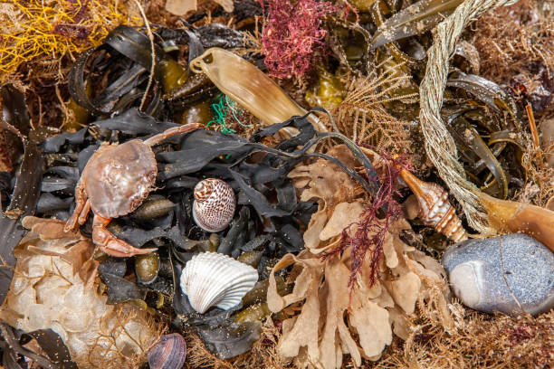 istock Beachcombing find. Marine and coastal debris background image. 670851016