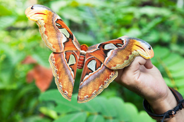 istock butterfly at butterfly farm chiang mai thailand 670851242