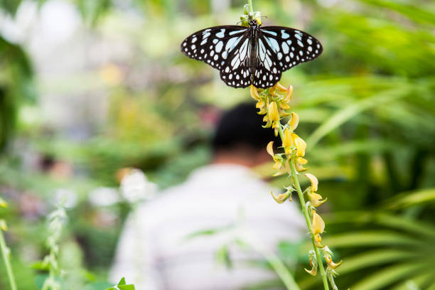 istock butterfly at butterfly farm chiang mai thailand 670851502