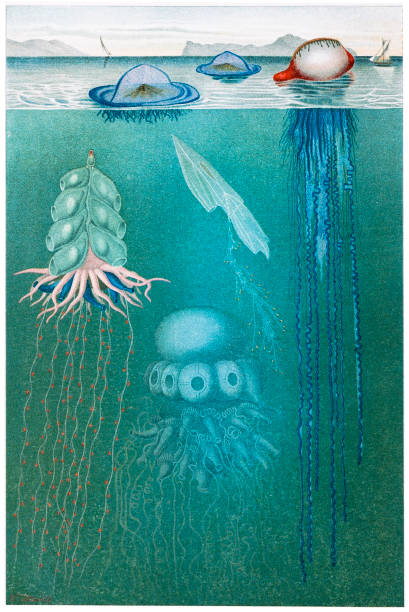 illustrations, cliparts, dessins animés et icônes de meduse de méduses - jellyfish cnidarian illustration and painting engraved image