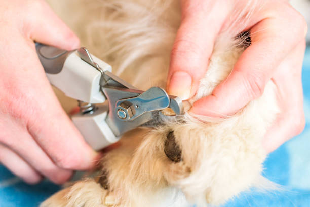 istock Female handler cutting dogs nails 670857078