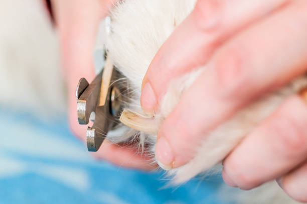 istock Female handler cutting dogs nails 670857240