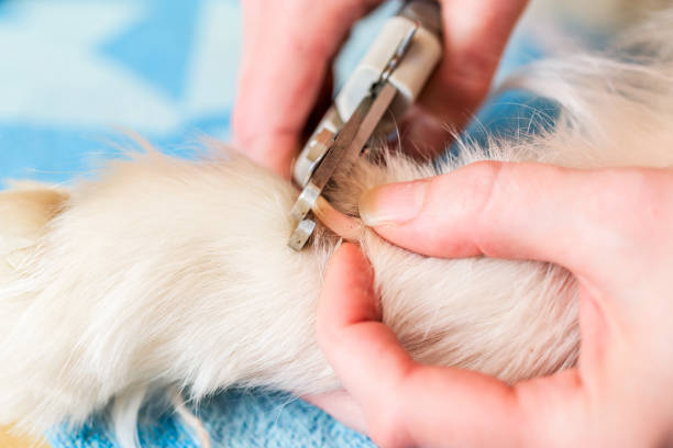 istock Female handler cutting dogs nails 670857288