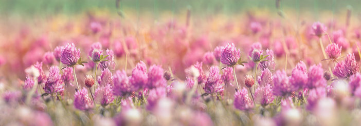 Flowering clover, beautiful red clover in meadow beautiful nature in spring