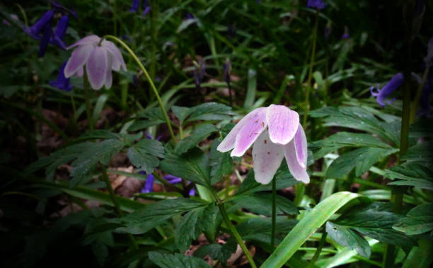 zawilce drzewne i dzwony - wildflower lush foliage outdoors campanula zdjęcia i obrazy z banku zdjęć