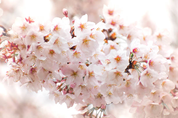istock Cherry Blossom with Soft focus, Sakura season in japan,Background. 670866798