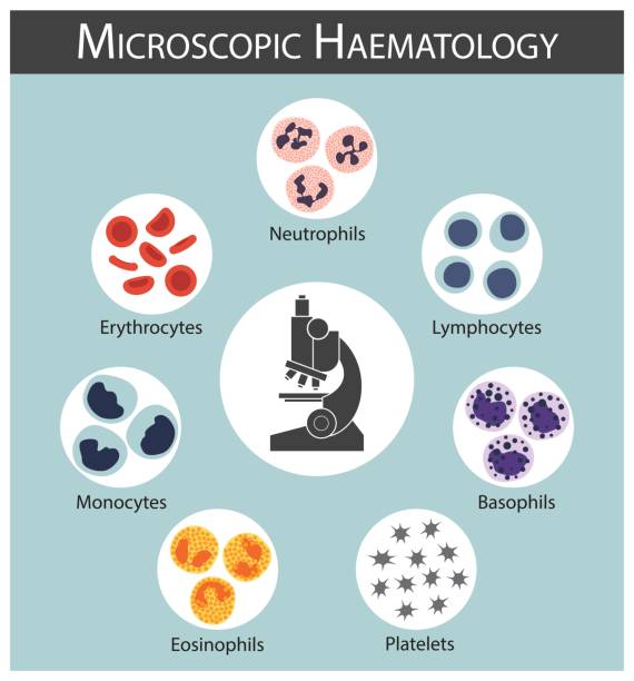 hematologia mikroskopowa ( czerwone krwinki : erytrocyty ) ( białe krwinki : limfocyty, neutrofile, monocyty, eozynofile, bazofile )( płytki krwi) koncepcja serii komórek krwi i infografiki - wbc stock illustrations
