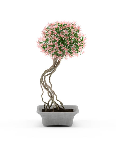 Flowering Tree in Concrete Pot Isolated on White Background