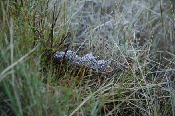 Hoarfrost, Dew, Frost, Spain
