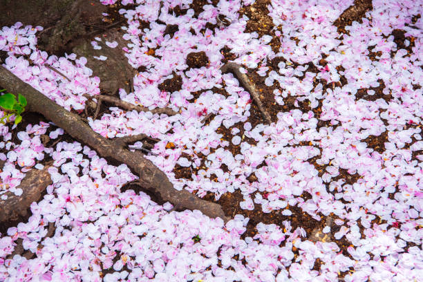 istock Pink cherry blossom petals on ground 670870504