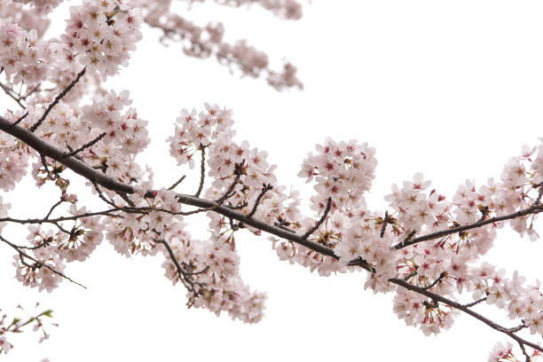 istock Cherry Blossom with Soft focus, Sakura season in japan,Background 670873434