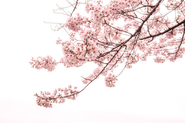 flor de cerezo con soft focus, temporada de sakura en japón, fondo - sakura fotografías e imágenes de stock