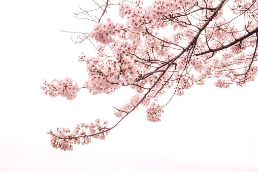 Cherry Blossom with Soft focus, Sakura season in japan,Background