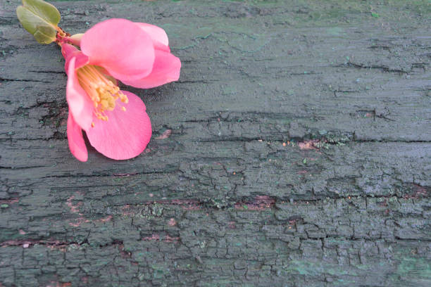 Wood grey background with pink flower in the top corner
