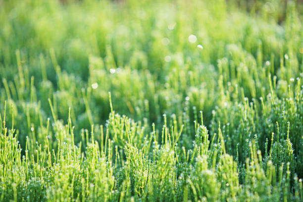 Morning dew and field horsetail