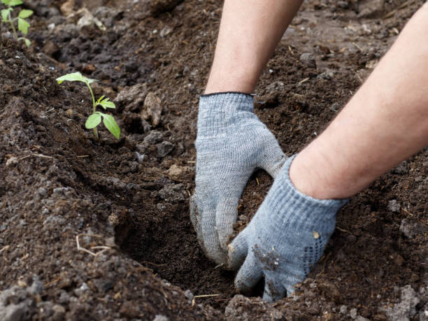 istock hands with gray gloves making a hole for planting 670880616