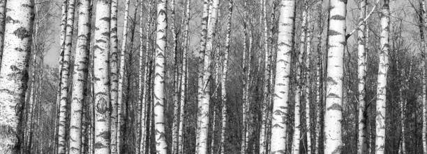 istock birch forest, black-white photo 670885726