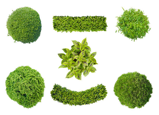 set of plants in aerial view