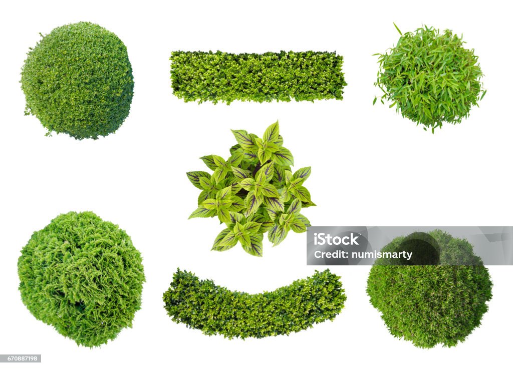 set of plants in aerial view set of plants in top view isolated on white background for garden and landscape architecture High Angle View Stock Photo