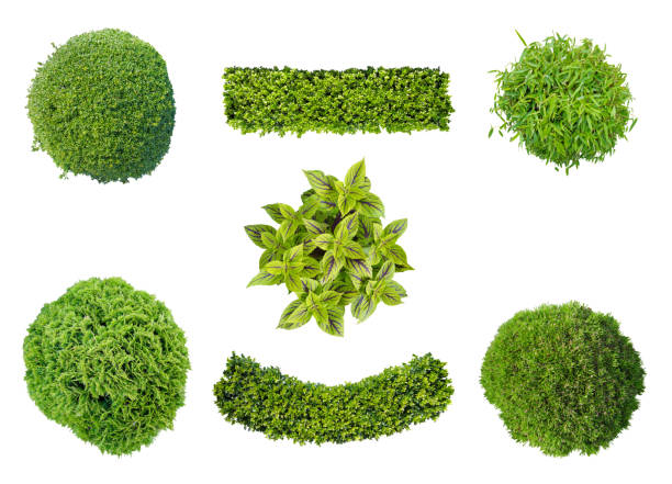 set of plants in aerial view set of plants in top view isolated on white background for garden and landscape architecture hedge stock pictures, royalty-free photos & images
