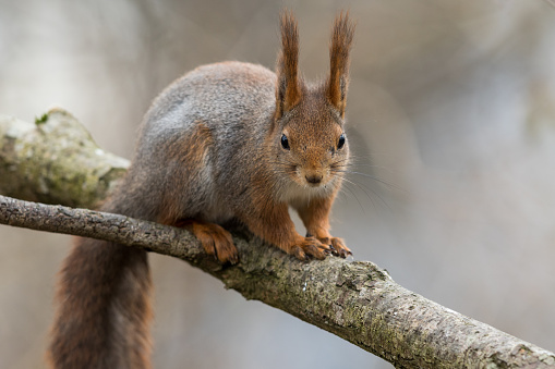 Cute young red squirrel sitting on tree branch with soft forest background