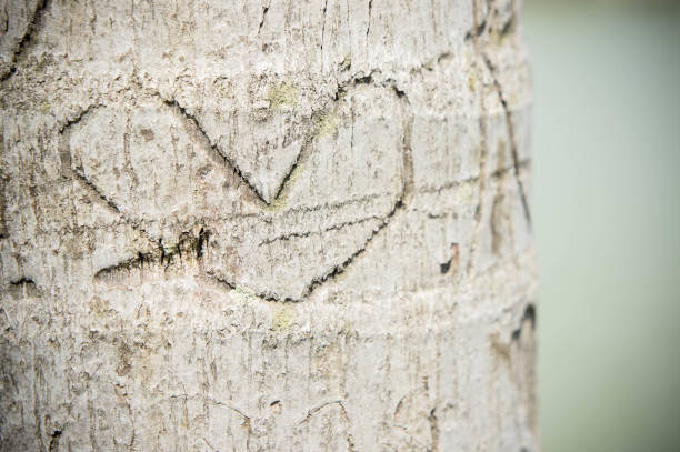 istock The tree is engraved the love heart 670897902