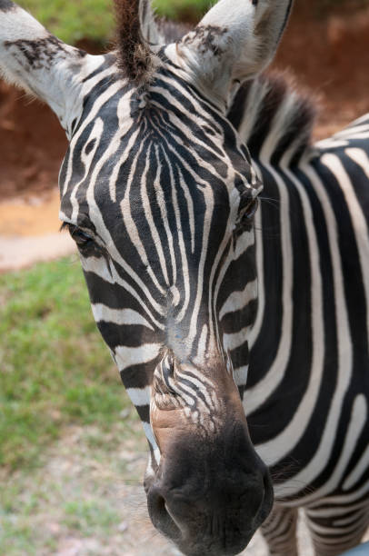istock Close-up of zebra's face 670898196