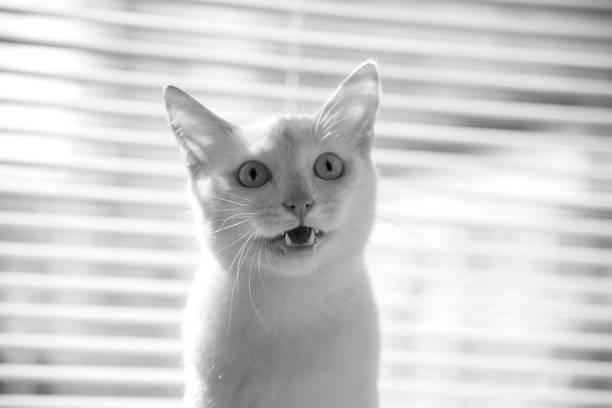 White cat witty look photo