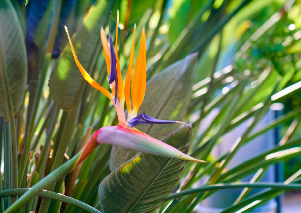 istock Strelitzia flwoers in Barcelona 670900594