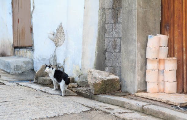 istock alley cat in shantytown 670901532