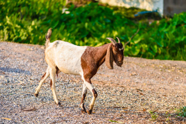 istock Goat portrait on the road 670901610