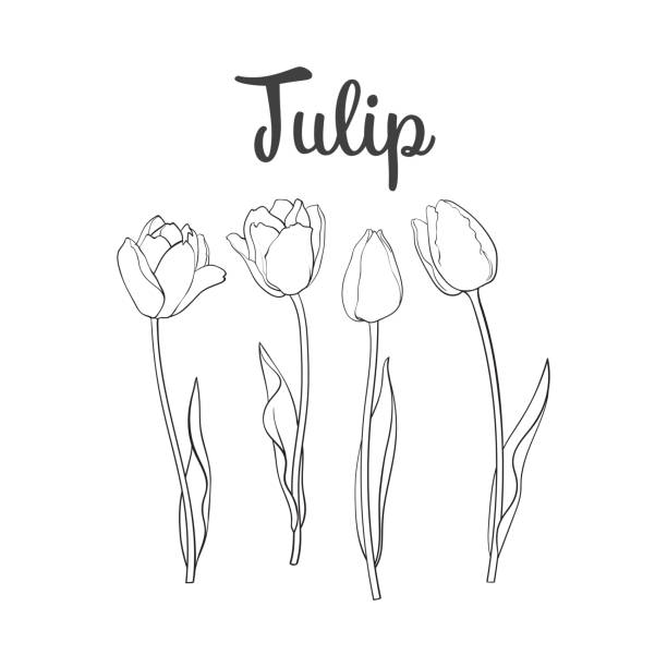 ilustrações de stock, clip art, desenhos animados e ícones de hand drawn set of side view black and white tulip flower - white background flower bud stem