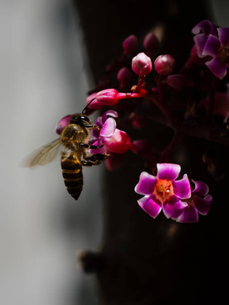 istock Honey bee is feeding blooming star fruit flowers 670905118