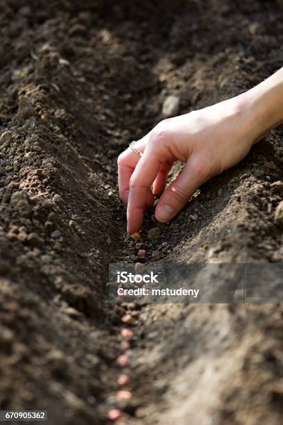 Hand Sowing Seeds Stock Photo - Download Image Now - Seed, Czech Republic, Dirt