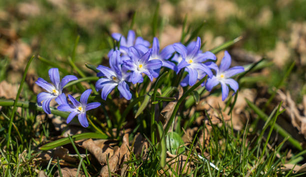 istock spring violet flowers in green grass 670906062