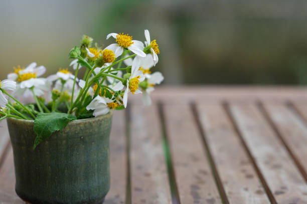 istock Ceramic tea cup on wooden table with wild daisy flowers inside 670906368