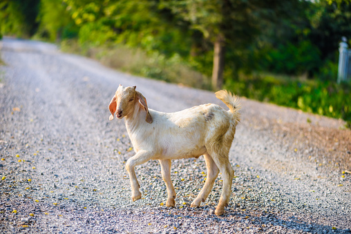 Goat portrait on the road in farm