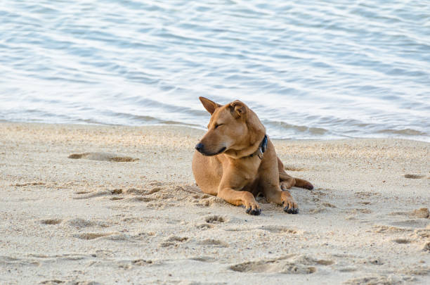 istock The dog lies on the beach. 670906536