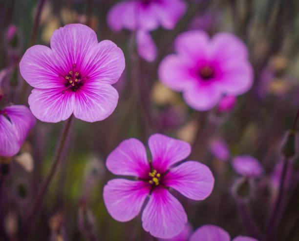 istock Pink flowers, oxalis in garden 670906542
