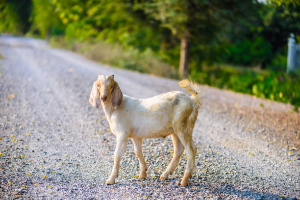Goat portrait on the road in farm