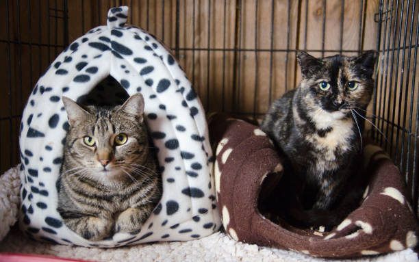 Shelter cats stock photo
