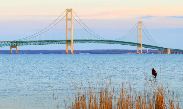 Red-winged blackbird at dusk near scenic Mackinac Bridge